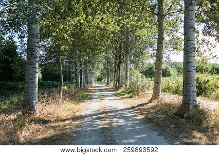 Sandpath Lane With White Abele - Landscape Orientation
