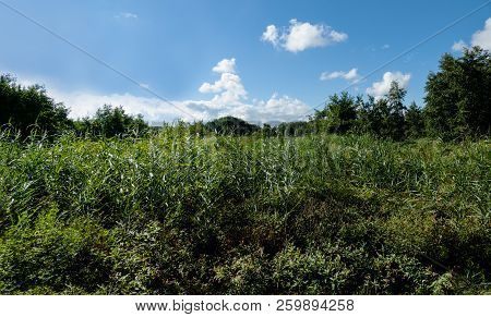 Reedlands With Thight Vegetation Of Reeds And Bushes