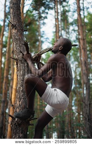 Male Black With No Shirt Climbs A Tree
