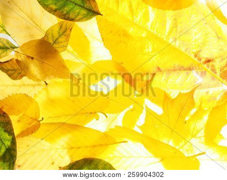 Fallen Autumn Leaves On The Lumen. Plant Texture.  Background.