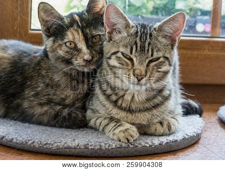 Portrait Of Two Cats Lying On A Window. Two Cute Kittens On The Window.