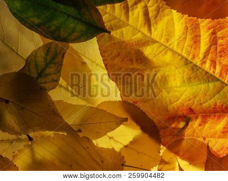 Fallen Autumn Leaves On The Lumen. Plant Texture.  Background.