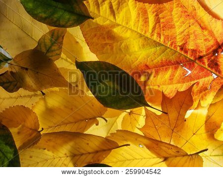 Fallen Autumn Leaves On The Lumen. Plant Texture.  Background.