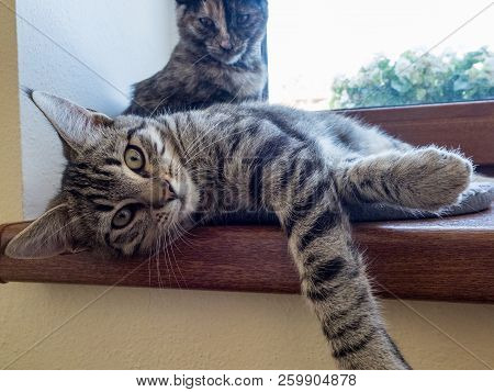 Portrait Of Two Cats Lying On A Window. Two Cute Kittens On The Window. Little Kittens Play On The W