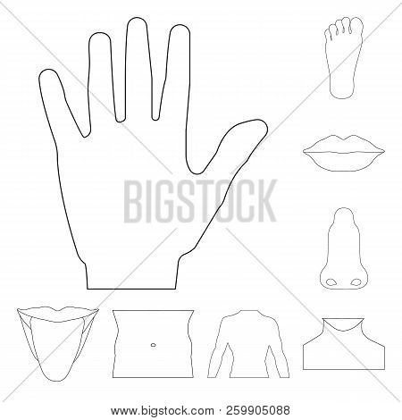 Vector Design Of Human And Part Icon. Collection Of Human And Woman Stock Symbol For Web.