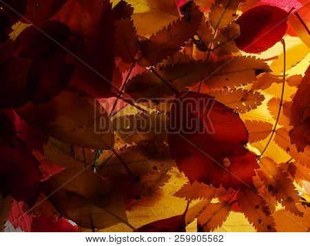 Fallen Autumn Leaves On The Lumen. Plant Texture.  Background.