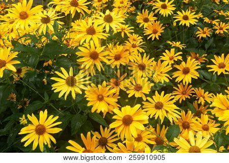 Big Yellow Daisies. Large Yellow Flowers Day