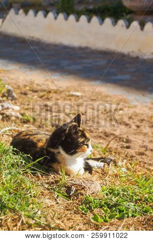 Cute Colorful Cat Laying Down Behind Green Grass