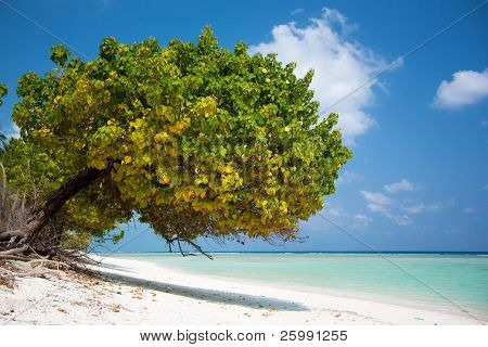 tropische Szene der Strand in der schönen indisch Insel agatti
