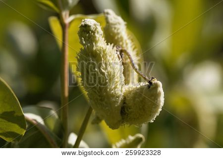 Fruits Of A Common Milkweed (asclepias Syriaca)