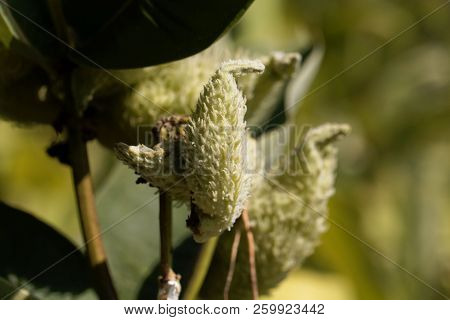 Fruits Of A Common Milkweed (asclepias Syriaca)