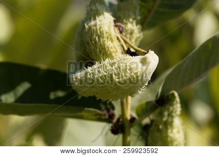 Fruits Of A Common Milkweed (asclepias Syriaca)