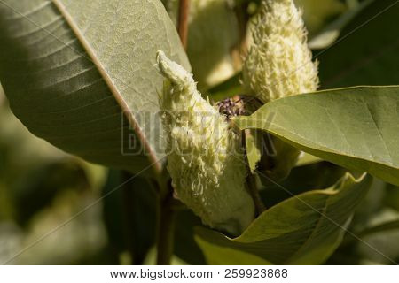 Fruits Of A Common Milkweed (asclepias Syriaca)