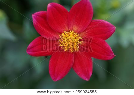 Red Dahlia (dahlia Coccinea)