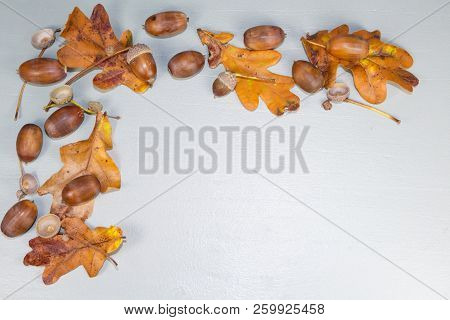Acorns, Dead Leaves And Cupules After Harvesting During Autumn