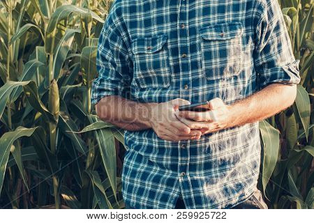 Farmer Using Smartphone In Corn Field, Concept Of Smart Farming Includes Modern Technology And Softw