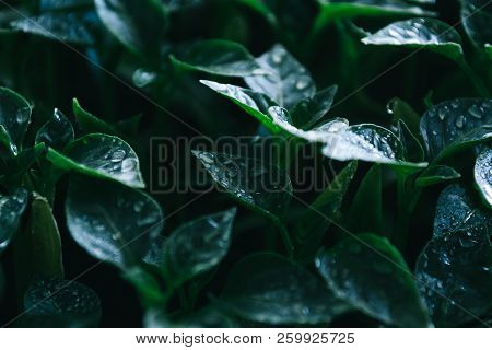 Green Leaves On Young Pepper. Green Background.