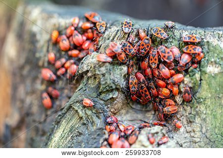 Close-up View Of Many Firebugs Pyrrhocoris Apterus On Tree Stub. Details Of Beautiful Red Beetles Co