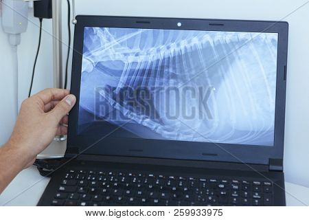 Male Veterinarian Explaining The Radiography Results On A Computer