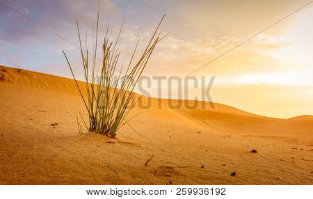 Grass growing in the sand in the desert near Al Ain, UAE