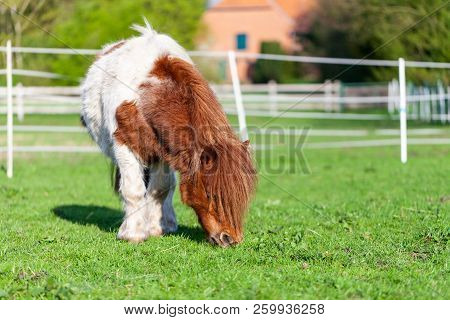 Portrait Of A Mini Shetlandpony On A Green Meadow