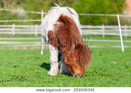 Portrait Of A Mini Shetlandpony On A Green Meadow