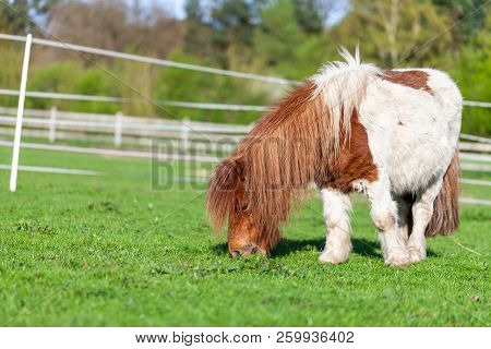 Portrait Of A Mini Shetlandpony On A Green Meadow
