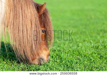 Portrait Of A Mini Shetlandpony On A Green Meadow