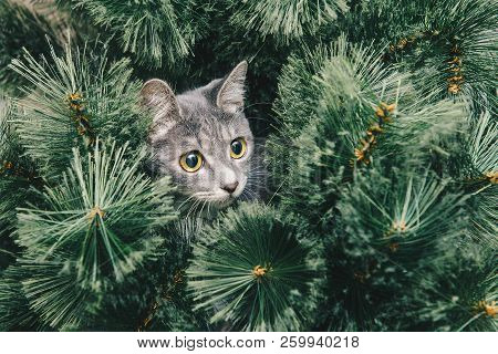 Сurious Gray Kitten Climbed Onto Christmas Tree. New Year Theme.