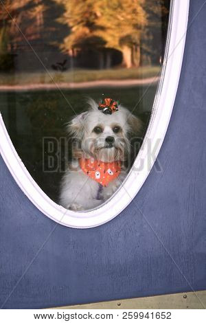 Cavachon Puppy Dressed For Halloween Looking Out Door