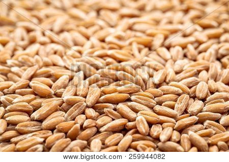 background of hard red winter wheat grain with a selective focus