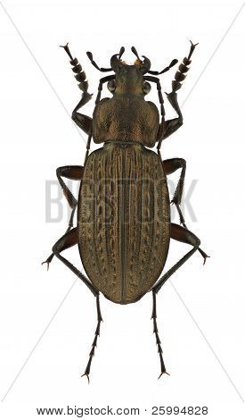 Biegacz granulowany