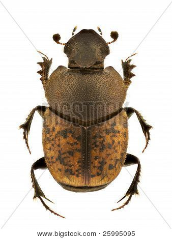 Onthophagus Fracticornis