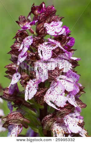 Orchis Purpurea