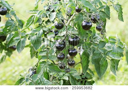 Black Tomatoes On A Branch In The Garden. Indigo Rose Tomato
