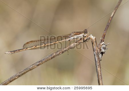 Sympecma Fusca