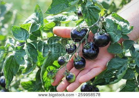 Black Tomatoes On A Branch In The Garden. Indigo Rose Tomato