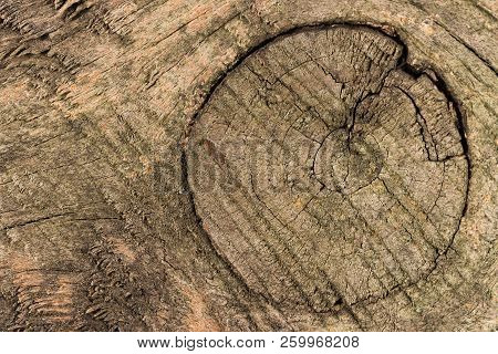 Wood Texture Of Brushed Pine Boards With Knots. Abstract Background With Wood Pattern. Distressed Wo