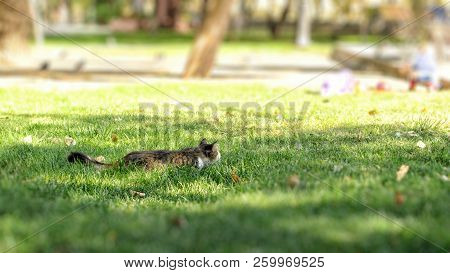 A Gray Cat Hides In The Green Grass In The City Park In Order To Hunt For Pigeons. Urban Landscape. 
