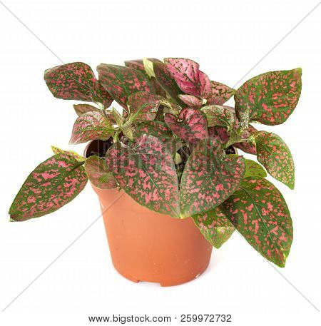 Hypoestes Plant In Front Of White Background