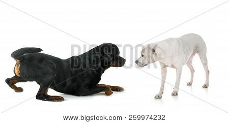 Crawling Rottweiler And Dogo In Front Of White Background