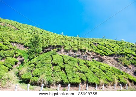 Čajové plantáže v Cardamam horách. Munnar, Kerala, Indie
