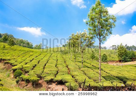 Čajové plantáže v Cardamam horách. Munnar, Kerala, Indie