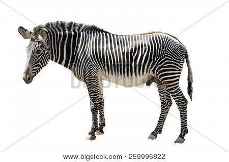 Male Zebra Isolated On White