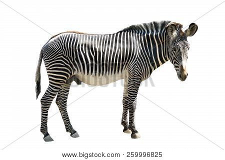 Zebra Isolated On White