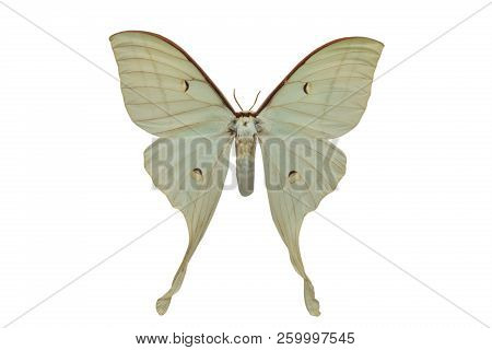 Butterfly Actias Artemis Isolated On White Background