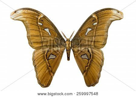 Butterfly Attacus Imperator Isolated On White Background