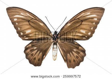 Butterfly Ornithoptera Croesus Lydius Isolated On White Background