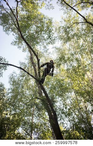 Man Climbs Up On A Tree Using Ropes.the Man Is Wearing Safety Equipment Clothes