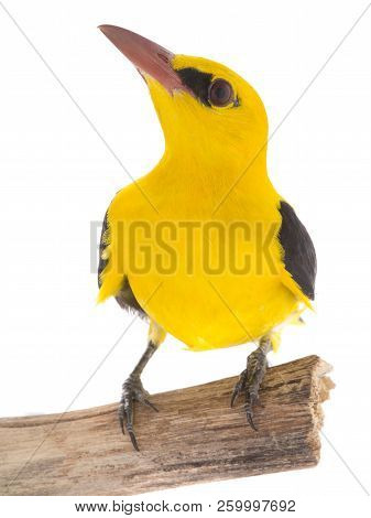 Eurasian Golden Oriole (oriolus Oriolus)